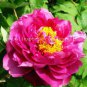 Paeonia Lactiflora Bonsai Heirloom Tree Peony Plant 20 Seeds