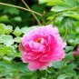 Paeonia Lactiflora Bonsai Heirloom Tree Peony Plant 20 Seeds