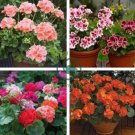 Multiple Colour Geranium Plants 60 Seeds
