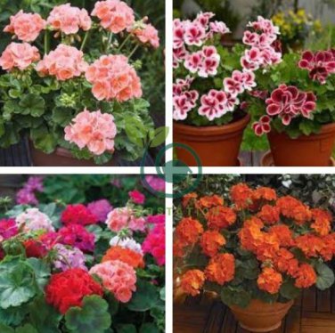 Multiple Colour Geranium Plants 60 Seeds