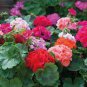 Multiple Colour Geranium Plants 60 Seeds