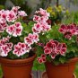 Multiple Colour Geranium Plants 60 Seeds