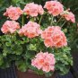 Multiple Colour Geranium Plants 60 Seeds