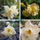 Adenium Whitish Light Yellow Flower 4 Seeds