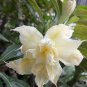 Adenium Whitish Light Yellow Flower 4 Seeds
