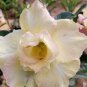 Adenium Whitish Light Yellow Flower 4 Seeds