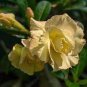Adenium Whitish Light Yellow Flower 4 Seeds