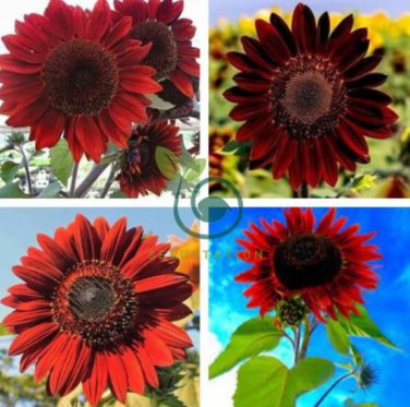 Sunflower Dark Red & Fresh Red Flower 12 Seeds