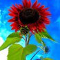 Sunflower Dark Red & Fresh Red Flower 12 Seeds
