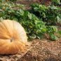 Giant Pumpink 12 Seeds