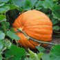 Giant Pumpink 12 Seeds