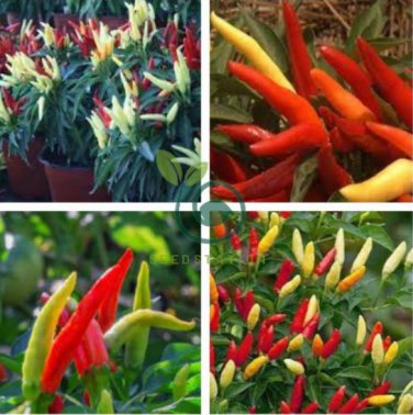 Ornamental Pepper Yellow Red Colorful Pod Chilli 50 Seeds