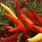 Ornamental Pepper Yellow Red Colorful Pod Chilli 50 Seeds