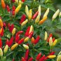 Ornamental Pepper Yellow Red Colorful Pod Chilli 50 Seeds