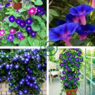 Morning Glory Flowers Bonsai Rare StarBlue bonsais Plantas 200 Seeds