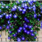 Morning Glory Flowers Bonsai Rare StarBlue bonsais Plantas 200 Seeds