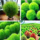 Broomsedge Flores Lawn plantas Bonsai 200 Seeds