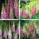 Digitalis Foxglove Excelsior Hybrids 200 Seeds