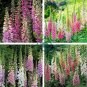 Digitalis Foxglove Excelsior Hybrids 200 Seeds
