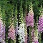 Digitalis Foxglove Excelsior Hybrids 200 Seeds