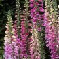 Digitalis Foxglove Excelsior Hybrids 200 Seeds