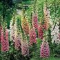 Digitalis Foxglove Excelsior Hybrids 200 Seeds