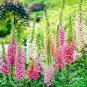 Digitalis Foxglove Excelsior Hybrids 200 Seeds
