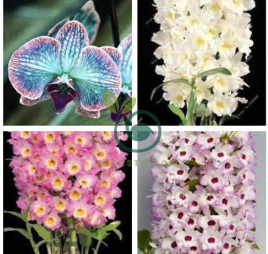 Multi Color Dendrobium Orchids Bonsai Tree Very Easy Grow Home 200 Seeds