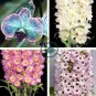 Multi Color Dendrobium Orchids Bonsai Tree Very Easy Grow Home 200 Seeds