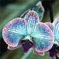 Multi Color Dendrobium Orchids Bonsai Tree Very Easy Grow Home 200 Seeds