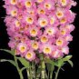 Multi Color Dendrobium Orchids Bonsai Tree Very Easy Grow Home 200 Seeds
