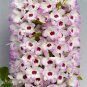 Multi Color Dendrobium Orchids Bonsai Tree Very Easy Grow Home 200 Seeds