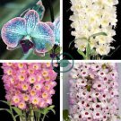 Osteosoernum Flower Promotion Balcony Bonsai Flower 60 Seeds