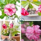 Adenium White Light Pink Petals with Rose Red Centre Flower 4 Seeds