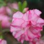 Adenium White Light Pink Petals with Rose Red Centre Flower 4 Seeds