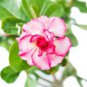 Adenium White Light Pink Petals with Rose Red Centre Flower 4 Seeds