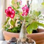 Adenium White Light Pink Petals with Rose Red Centre Flower 4 Seeds