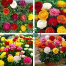 Ranunculus asiaticus Flower Bonsai for Home & Garden DIY Plants 200 Seeds