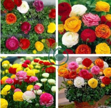 Ranunculus asiaticus Flower Bonsai for Home & Garden DIY Plants 200 Seeds