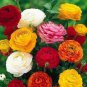 Ranunculus asiaticus Flower Bonsai for Home & Garden DIY Plants 200 Seeds