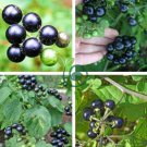 Black Nightshade Garden Huckleberry Organic Fruit 400 Seeds