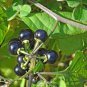 Black Nightshade Garden Huckleberry Organic Fruit 400 Seeds