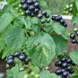 Black Nightshade Garden Huckleberry Organic Fruit 400 Seeds