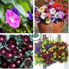 Hanging Petunia Bonsai Flower Blue Morning Glory Bonsai 400 Seeds