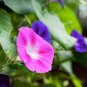 Hanging Petunia Bonsai Flower Blue Morning Glory Bonsai 400 Seeds