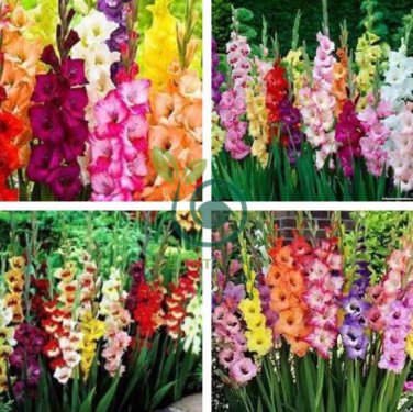 Colors Gladiolus 40 Seeds