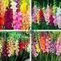 Colors Gladiolus 40 Seeds