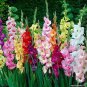 Colors Gladiolus 40 Seeds