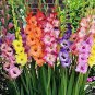 Colors Gladiolus 40 Seeds