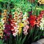 Colors Gladiolus 40 Seeds